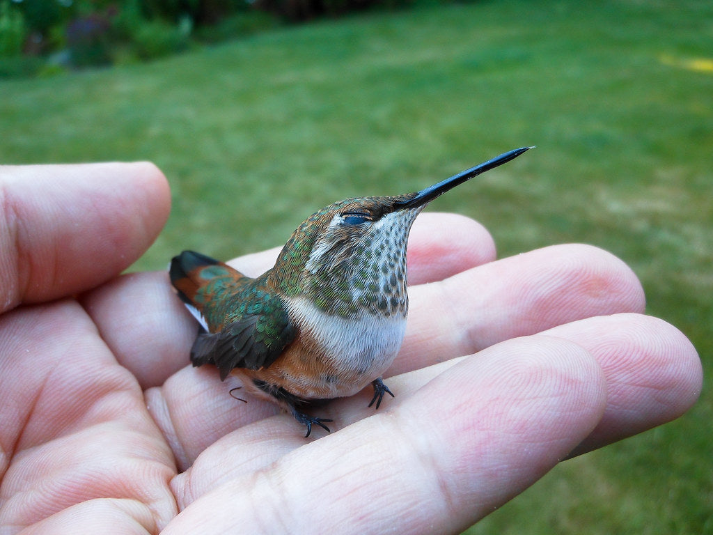 Hummingbird Feeders